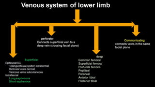 Duplex peripheral veins