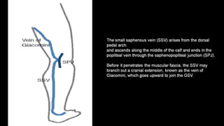 Duplex peripheral veins