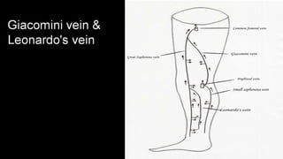 Duplex peripheral veins