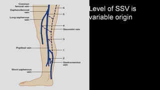 Duplex peripheral veins