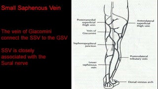 Duplex peripheral veins