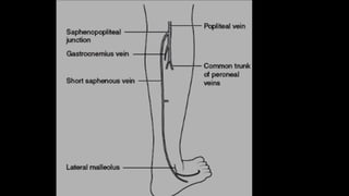 Duplex peripheral veins