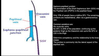 Duplex peripheral veins