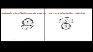 Duplex peripheral veins
