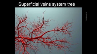 Duplex peripheral veins