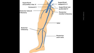 Duplex peripheral veins
