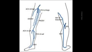 Duplex peripheral veins