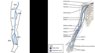 Duplex peripheral veins