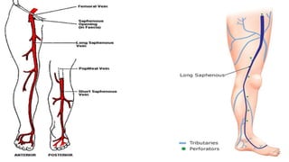 Duplex peripheral veins