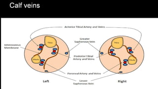 Duplex peripheral veins