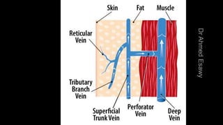 Duplex peripheral veins