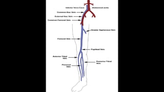 Duplex peripheral veins