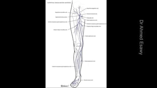 Duplex peripheral veins