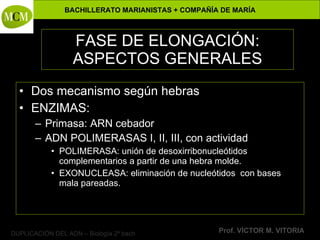 FASE DE ELONGACIÓN: ASPECTOS GENERALES Dos mecanismo según hebras ENZIMAS: Primasa: ARN cebador ADN POLIMERASAS I, II, III, con actividad POLIMERASA: unión de desoxirribonucleótidos complementarios a partir de una hebra molde. EXONUCLEASA: eliminación de nucleótidos  con bases mala pareadas. 