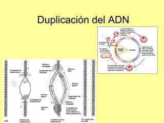 Duplicación del ADN 