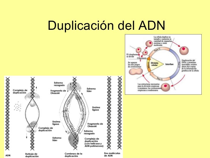 Cuando Ocurre La Duplicacion Del Adn