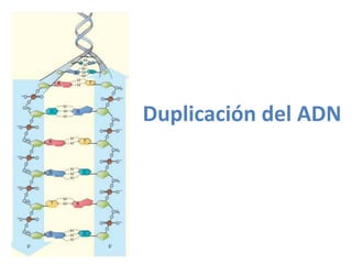 Duplicación del ADN 
 