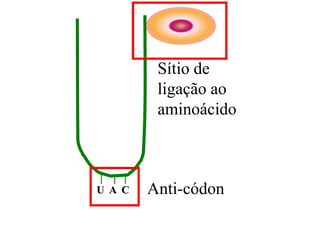 Anti-códon
Sítio de
ligação ao
aminoácido
U A C
 