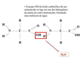N
H
R
C
OH
OH
H
C N
H
R
C
OH
O
H
H
C
H2O
• O grupo OH do ácido carboxílico de um
aminoácido se liga em um dos hidrogênios
da amina do outro aminoácido, formando
uma molécula de água.
 