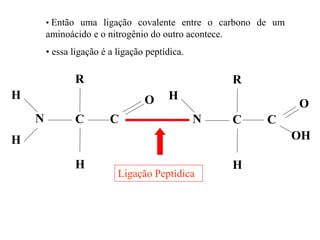 N
H
R
C
OH
H
N
H
R
C
OH
O
H
CC
Ligação Peptídica
• Então uma ligação covalente entre o carbono de um
aminoácido e o nitrogênio do outro acontece.
• essa ligação é a ligação peptídica.
 