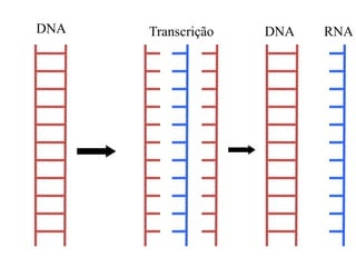 DNA Transcrição DNA RNA
 