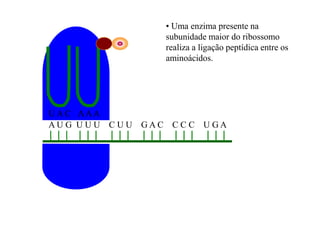 A U G U U U C U U G A C C C C U G A
U A C AAA
• Uma enzima presente na
subunidade maior do ribossomo
realiza a ligação peptídica entre os
aminoácidos.
 