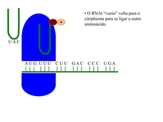 A U G U U U C U U G A C C C C U G A
U A C
AAA
• O RNAt “vazio” volta para o
citoplasma para se ligar a outro
aminoácido.
 