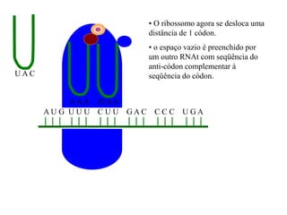 A U G U U U C U U G A C C C C U G A
U A C
AAA G AA
• O ribossomo agora se desloca uma
distância de 1 códon.
• o espaço vazio é preenchido por
um outro RNAt com seqüência do
anti-códon complementar à
seqüência do códon.
 