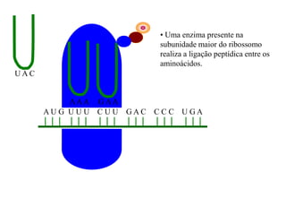 A U G U U U C U U G A C C C C U G A
U A C
AAA G AA
• Uma enzima presente na
subunidade maior do ribossomo
realiza a ligação peptídica entre os
aminoácidos.
 