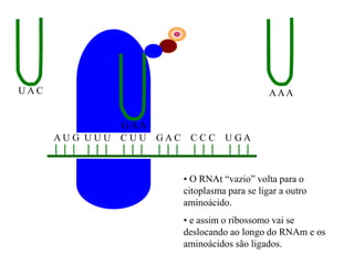 A U G U U U C U U G A C C C C U G A
U A C AAA
G AA
• O RNAt “vazio” volta para o
citoplasma para se ligar a outro
aminoácido.
• e assim o ribossomo vai se
deslocando ao longo do RNAm e os
aminoácidos são ligados.
 