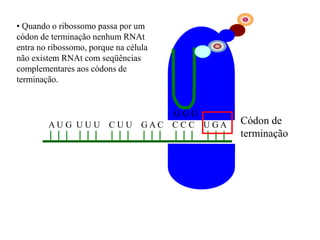 A U G U U U C U U G A C C C C U G A
G G G
Códon de
terminação
• Quando o ribossomo passa por um
códon de terminação nenhum RNAt
entra no ribossomo, porque na célula
não existem RNAt com seqüências
complementares aos códons de
terminação.
 