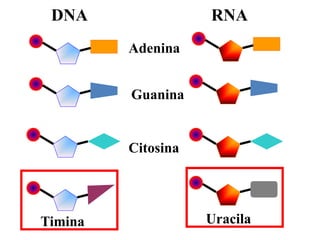 DNA RNA
Adenina
Guanina
Citosina
Timina Uracila
 