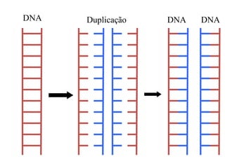 DNA Duplicação DNA DNA
 