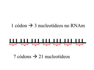 1 códon  3 nucleotídeos no RNAm
7 códons  21 nucleotídeos
 