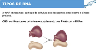 TIPOS DE RNA
c) RNA ribossômico: participa da estrutura dos ribossomos, onde ocorre a síntese
proteica.
OBS: os ribossomos permitem o acoplamento dos RNAt com o RNAm.
 