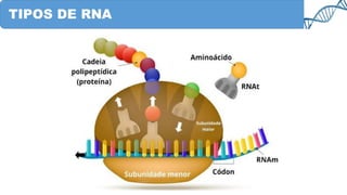 TIPOS DE RNA
 