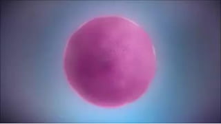 TRADUÇÃO GENÉTICA
 