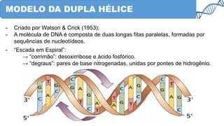 MODELO DA DUPLA HÉLICE
- Criado por Watson & Crick (1953);
- A molécula de DNA é composta de duas longas fitas paralelas, formadas por
sequências de nucleotídeos.
- “Escada em Espiral”:
→ “corrimão”: desoxirribose e ácido fosfórico.
→ “degraus”: pares de base nitrogenadas, unidas por pontes de hidrogênio.
 