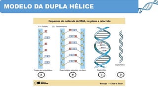 MODELO DA DUPLA HÉLICE
 