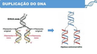 DUPLICAÇÃO DO DNA
 