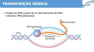 TRANSCRIÇÃO GÊNICA
→ Síntese de RNA a partir de um dos filamentos de DNA.
● Enzima: RNA polimerase
 