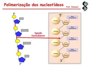 Duplicação, transcrição e tradução