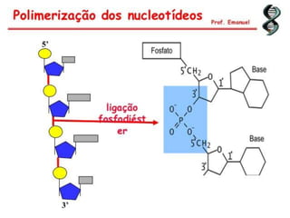 Duplicação, transcrição e tradução
