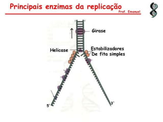 Duplicação, transcrição e tradução