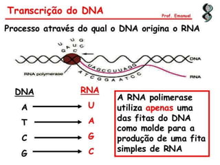 Duplicação, transcrição e tradução
