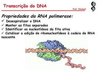 Duplicação, transcrição e tradução