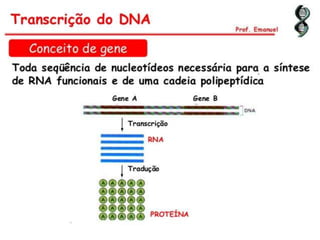 Duplicação, transcrição e tradução