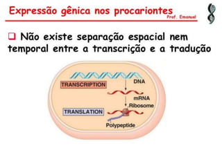 Duplicação, transcrição e tradução