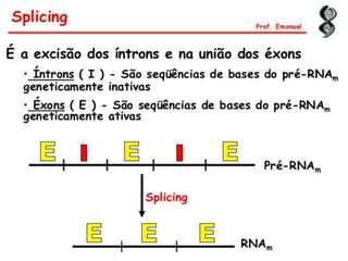 Duplicação, transcrição e tradução