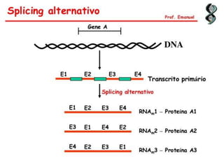 Duplicação, transcrição e tradução